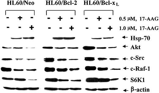 Figure 4. (A) Effect of 17-AAG on the levels of HSP-70, Akt, c-Src, c-Raf-1, and S6K1. HL-60/Neo, HL-60/Bcl-2, and HL-60/Bcl-xL were treated with 2.0 μM 17-AAG for 48 hours. Cells were harvested, and HSP-70, Akt, c-Src, c-Raf-1, and S6K1 levels were determined in the cell lysates by immunoblot analysis with the use of specific antibodies. As the loading control, β-actin was used.