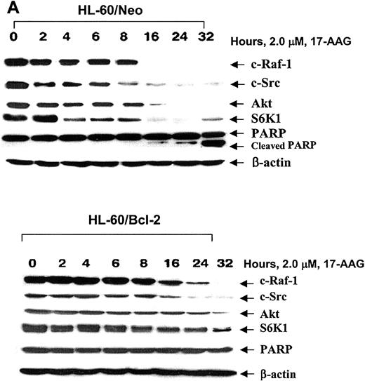 Figure 5. Kinetics of 17-AAG—mediated depletion of c-Raf-1, S-Src, Akt, S6K1, and PARP cleavage activity of caspase-3. HL-60/Neo (A) and HL-60/Bcl-2 (B) cells were treated with 2.0 × 17-AAG for up to 32 hours. Following the indicated time intervals, cells were harvested and Western blot analyses of Akt, c-Src, c-Raf-1, and S6K1 as well as PARP were performed. As the loading control, β-actin was used.