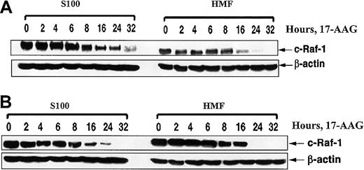 Figure 6. Effect of ectopic expression of Bcl-2 on 17-AAG—mediated depletion of motochondrial and cytosolic fractions of c-Raf-1. Ectopic expression of Bcl-2 does not affect 17-AAG—mediated depletion of motochondrial and cytosolic fractions of c-Raf-1. HL-60/Neo (A) and HL-60/Bcl-2 (B) cells were treated with 2.0 μM 17-AAG for the indicated exposure intervals. Following this, S100 and heavy-membrane fractions (HMFs) were obtained from harvested cells and used for immunoblot analysis of c-Raf-1 by means of anti—c-Raf-1 antibody. As the loading control, β-actin was used.