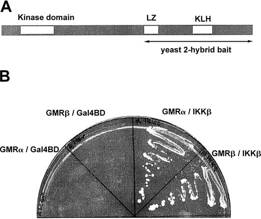 Figure 1. Interaction between IKKβ and the GMCSF receptor in the yeast 2-hybrid system. (A) Schematic drawing of the IKKβ protein: the part that was used as bait in the yeast 2-hybrid screening is indicated as well as leucine zipper (LZ) and helix-loop-helix (HLH) motifs. (B) Interaction between the cytoplasmic domains of GMRα or GMRβ and IKKβ in the yeast 2-hybrid system. Control transformations contained GMRα or GMRβ combined with empty Gal4-binding domain vector (Gal4BD) lacking IKKβ.
