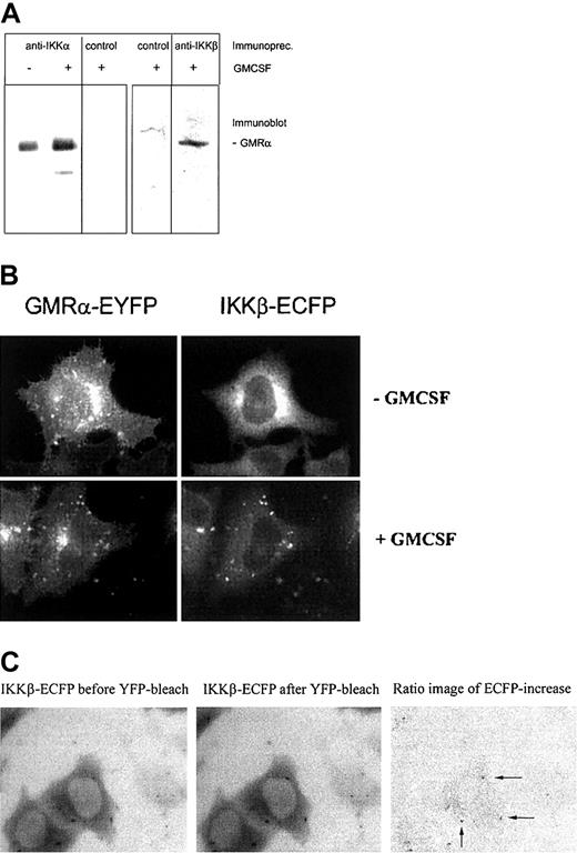 Figure 2. Interaction between IKKs and the GMCSF receptor in mammalian cells. (A) Coimmunoprecipitation of endogenous proteins: HUVECs were incubated in the presence or absence of GMCSF for 10 minutes, followed by preparation of cell extracts, immunoprecipitation with anti-IKKα agarose, anti-IKKβ or control antibodies, and immunoblotting with anti-GMRα antibodies. Equal amounts of proteins were applied. (B) Colocalization of GMRα-EYFP and IKKβ-ECFP after addition of GMCSF. HeLa cells were transfected with the indicated fluorescent protein chimeras and investigated by fluorescence microscopy using filter sets discriminating between CFP and YFP fluorescence. Representative cells before (- GMCSF) and 20 minutes after addition of GMCSF (+GMCSF) are shown. (C) FRET microscopy demonstrates interaction between GMRα-EYFP and IKKβ-ECFP. HeLa cells expressing the fluorescent fusion proteins were treated with GMCSF and subjected to FRET microscopy as described in “Materials and methods.” Specific bleaching of the acceptor fluorophore (EYFP) resulted in a significant increase of the donor fluorescence (ECFP) exactly at the sites of colocalization. A ratio image of the CFP fluorescence before and after YFP photobleaching of representative cells (20 minutes after GMCSF addition) visualizes the fluorescence resonance energy transfer as indicated by arrows. Images were captured using a × 60 oil immersion objective.