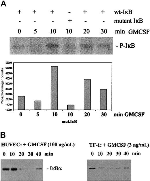 Figure 3. Activation of IKK activity by GMCSF. (A) HUVECs were treated with GMCSF for the indicated time periods, followed by immunoprecipitation of endogenous IκB kinases with anti-IKK agarose. In vitro kinase assays were done with recombinant wild-type GST-IκBα or mutant IκBα (with Ser32 and Ser36 mutated to alanine) as described in “Materials and methods.” Radioactively labeled IκBα was resolved by SDS-PAGE, detected with PhosphorImager equipment, and quantified as indicated in the lower panel. (B) Degradation of IκBα: HUVECs or TF-1 cells (GMCSF-starved for 24 hours) were treated with GMCSF as indicated, followed by preparation of cell extracts, SDS-PAGE, and immunoblotting for detection of endogenous IκBα.