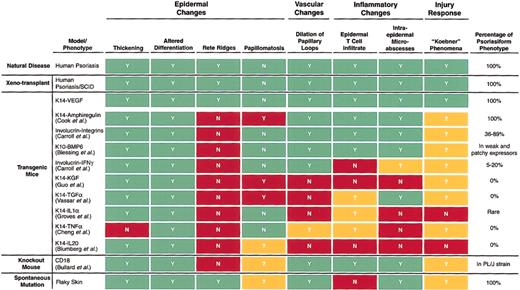 Figure 1. Summary of various mouse models and their resemblance to human psoriasis. The top line indicates whether characteristic changes are seen in human psoriasis (Y for yes, N for no). Other models are compared with the human standard and are blocked in green if they match human psoriasis or in red if they do not match. Question marks and the yellow blocks indicate that the feature in question was not examined. Note that only 2 models precisely match human psoriasis in all the features indicated here—a xenotransplantation model in which human psoriatic skin was transplanted onto a SCID mouse (second line) and the K14VEGF transgenic mouse discussed (third line).
