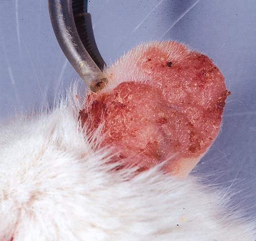 Figure 2. Psoriasiform phenotype. Erythematous, scaly, and thickened skin lesions with associated edema develop in homozygote K14-VEGF transgenic mice older than 5 months.