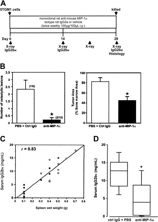 Figure 1. Marked reduction in myeloma bone disease and tumor burden in vivo as a result of functional blockade of MIP-1α bioactivity with neutralizing antibodies to MIP-1α (A) Treatment schedule. (B) Neutralization of MIP-1α bioactivity significantly inhibited the development of osteolytic lesions and reduced skeletal tumor volume in myeloma-bearing mice. Left panel: anti-MIP-1α antibodies significantly reduced the number of osteolytic lesions compared with treatment with isotype IgG2a and PBS (number in parentheses represents mice with at least one lesion per mouse in group). Right panel: the anti-MIP-1α antibodies also significantly reduced the proportion of the marrow cavity occupied by tumor in bones of the hind limbs compared with treatment with isotype IgG2a or PBS (P = .0011). (C) Treatment with anti-MIP-1α antibodies resulted in a significant reduction in incidence of splenomegaly in myeloma-bearing mice (• indicates values for individual mice treated with anti-MIP-1α antibodies; ○, values for control mice that received isotype IgG or vehicle). All control mice had significantly enlarged spleens (at least 0.3 g), whereas only 4 of 10 mice that received anti-MIP-1α antibody had splenomegaly (normal non-tumor-bearing mouse spleen, 0.1 g or less). There was a positive correlation between splenic wet weights and serum IgG2bκ levels (r = 0.83). (D) Treatment with anti-MIP-1α antibodies significantly reduced serum IgG2bκ titers in 7 of 10 tumor-bearing mice (5.45 ± 1.56 mg/mL), below the median for the pooled controls (9.26 mg/mL); line, median; box, 25% to 75%; bar, 95% confidence interval (“Statistical Analysis”).