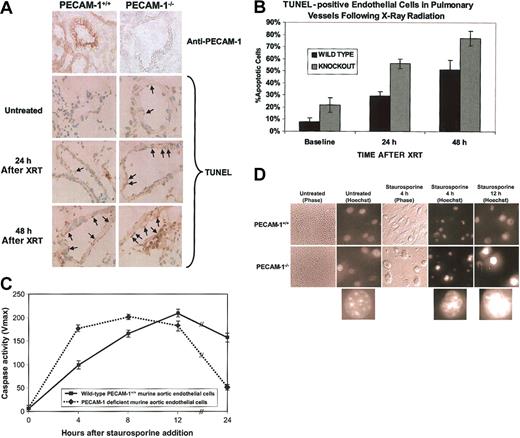 Figure 1. PECAM-1 protects against endothelial cell apoptosis. (A) Endothelial cell apoptosis in PECAM-1+/+ versus PECAM-1-/- following thoracic x-irradiation. The top 2 panels show immunohistochemical evaluation of PECAM-1 expression in pulmonary endothelium. PECAM-1 expression is completely absent from lung tissue in the knock-out animals. The bottom 6 panels show immunohistochemical staining for terminal deoxynucleotidyl transferase-mediated deoxyuridine triphosphate nick-end labeling (TUNEL) to detect fragmented DNA. TUNEL-positive pulmonary vessel endothelial cells have brown staining nuclei. Magnification, × 500. Positive signal is seen as a brown precipitate confined to the nucleus. (B) Quantitative evaluation of TUNEL-positive vessel endothelial cells. Percentage of apoptotic endothelial cells as determined by TUNEL positivity in 15 to 20 randomly selected large pulmonary vessels was evaluated from frozen lung sections at 0, 24, and 48 hours following x-ray irradiation of the thorax. Analysis of variance (ANOVA) yielded a P value of less than .001. (C) Aortic endothelial cells (AECs) derived from wild-type or PECAM-1—deficient C57BL/6 mice were grown in microtiter wells for up to 5 passages. Cell extracts were prepared from one set of wells, normalized for protein content, and their caspase activity determined as described in “Materials and methods.” Following addition of staurosporine, PECAM-1—deficient murine AECs reached near-maximal levels of cytosolic caspase activity nearly 8 hours earlier than did wild-type cells and were nearly all dead within 1 day. Data shown are the mean ± standard deviation of duplicate determination of a single representative experiment of 3 such performed. (D) Phase and fluorescent microscopic analysis of cell death. Nuclear morphology was assessed at the indicated time points using Hoechst dye 33358. A low-power (× 10) view (left panels) of untreated cells shows characteristic endothelial cell cobblestone morphology, while × 40 views of cellular nuclei show initially healthy chromatin, with progressive nuclear condensation with time following addition of staurosporine. This was especially pronounced in PECAM-1-/- AECs. PECAM-1+/+ cells appear much more firmly attached 4 hours after staurosporine treatment than do AECs lacking PECAM-1 (middle panels). Lower insets show magnified (approximately × 100, digitally) representative Hoechst-stained nuclei of AECs at various stages of condensation from PECAM-1—deficient AECs (taken from circled nuclei in the panel directly above).