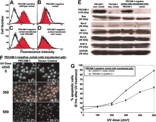 Figure 2. PECAM-1 affects the rate and extent of apoptosis in human Jurkat T cells. Wild-type, PECAM-1+ Jurkat cells were FACS sorted through 6 rounds of anti—PECAM-1 antibody screening to enrich for cells negative for PECAM-1 expression, finally yielding the PECAM-1+ (A) and PECAM-1- (B) Jurkat cell lines shown. A PECAM-1 cDNA expression vector or a vector control was transfected back into PECAM-1- Jurkat cells to reconstitute genetically identical lines differing only in PECAM-1 expression (C-D) while retaining similar levels of Bax, Bcl-2, Mcl-1, Bcl-XL, and SHP-2 (E). Upon exposure to varying doses of UV irradiation, PECAM-1- Jurkat cells with enforced expression of PECAM-1 were found to be resistant to this proapoptotic stimulus, as judged by nuclear condensation (F-G). Original magnification, panel F: × 40. Data shown in panel G represent the mean ± the standard deviation of triplicate determinations.