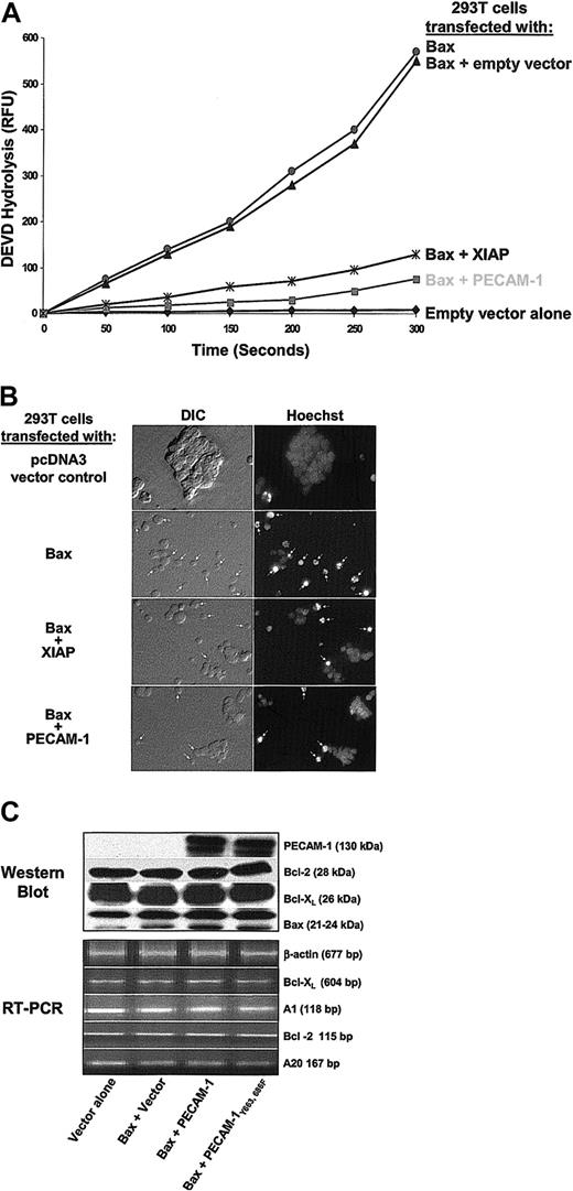 Figure 3. PECAM-1 inhibits Bax overexpression—induced apoptosis. HEK 293 cells were transiently transfected with 1 μg of the control vector pcDNA3, with 1 μg of Bax-encoding plasmid alone, or with 1 μg of Bax plasmid together with 4 μg of expression plasmids encoding PECAM-1 or XIAP. (A) PECAM-1 expression suppressed DEVD hydrolysis as effectively as did XIAP, (B) cells coexpressing Bax and PECAM-1 exhibited significantly less nuclear condensation than did cells expressing Bax alone (original magnification, × 40), and (C) there were no major changes in the expression of major proapoptotic or antiapoptotic family members correlating with PECAM-1 expression that could account for PECAM-1—mediated cytoprotection.