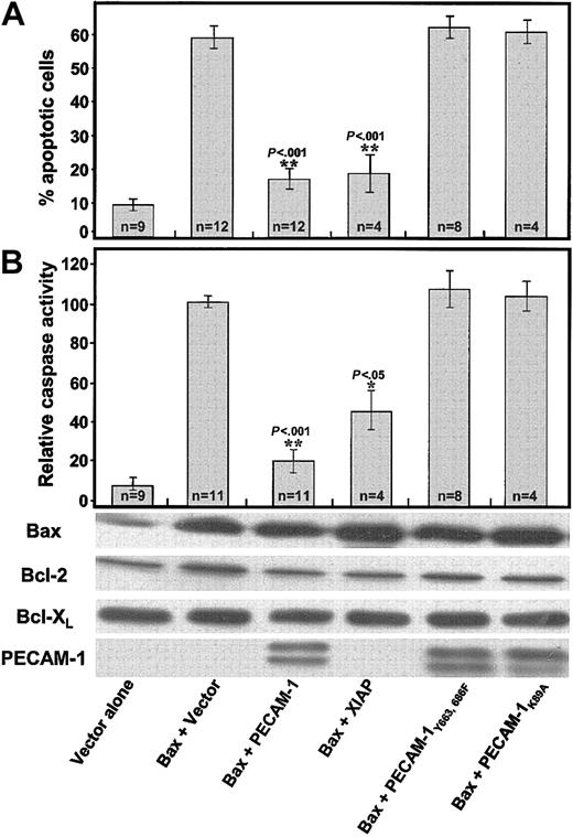 Figure 4. Amino acid substitutions within the PECAM-1 extracellular homophilic binding domain, or within its cytoplasmic ITIM, abolish PECAM-1—mediated cytoprotection. The 293 cells were transiently transfected with plasmids encoding the indicated proteins. Twenty-four hours after transfection, cells were either stained for apoptotic nuclei (A) or used to prepare detergent lysates for caspase activity measurements (B), which were carried out essentially as described in the legend to Figure 1. While PECAM-1 effectively suppressed Bax-mediated cell death, expression of an equivalent amount (see the characteristic PECAM-1 doublets in the anti—PECAM-1 immunoblot) of either of 2 mutated forms of PECAM-1, the first differing in only 2 Tyr→Phe amino acid substitutions within PECAM-1's cytoplasmic ITIM and the second containing a single Lys89Ala amino acid substitution within the PECAM-1 extracellular homophilic binding domain, conveyed no cytoprotective effect at all. n represents the number of times each experimental condition was repeated. P values were derived using a paired Student t test. The y-axis (“relative caspase activity”) represents normalized data from up to 11 different experiments, and the data are presented as percentage of caspase activity present in the Bax overexpression—induced control. * and ** indicate P values compared with vector-transfected cells.