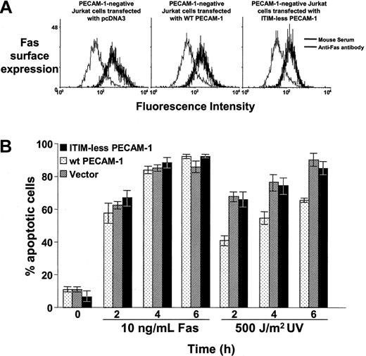 Figure 5. PECAM-1 suppresses mitochondrial, but not Fas-induced, apoptosis. (A) Stable PECAM-1- Jurkat cell lines that had been transfected with empty pcDNA3 vector, wild-type PECAM-1, or ITIM-less PECAM-1 were resuspended in 200 μL DPBS containing 25 μg/mL anti-Fas antibody (mouse IgM, clone CH11, Upstate Biotechnologies) or normal mouse serum. After incubation for 1 hour at 4°C, cells were washed in ice-cold PBS containing sodium azide and incubated with fluorescein isothiocyanate (FITC)—conjugated goat-mouse IgM. After incubation for 30 minutes at 4°C, cells were washed, fixed in 2% paraformaldyhede, and subjected to flow cytometric analysis. All 3 cell lines express similar levels of Fas on their cell surface. (B) Jurkat cells were induced to undergo apoptosis by incubation with 10 ng/mL anti-Fas antibody or by exposure to 500 J/m2 UV-C irradiation, as described in “Materials and methods.” The percent of apoptotic cells was determined by microscopic examination of nuclear morphology of triplicate blinded samples taken at the indicated time points. PECAM-1 suppresses UV-induced, endogenous Bax-mediated apoptosis but has no significant effect on Fas-induced programmed cell death.