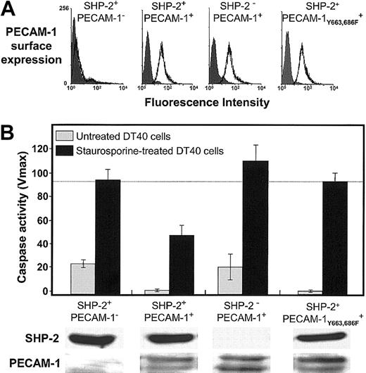 Figure 6. Requirement for SHP-2 in PECAM-1—mediated cell survival. DT40 cells and an SHP-2- variant of DT40 expressing the indicated levels of PECAM-1 (A) were induced to undergo programmed cell death by addition of 25 nM staurosporine. Twelve hours later, the cells were lysed and caspase levels determined as in Figures 1 and 4. ITIM-less PECAM-1 (B, far right) fails to prevent Bax-mediated cell death in DT40 cells, similar to the results shown for HEK 293 cells (Figure 4). In the absence of SHP-2 (lower panels), wild-type PECAM-1, even at slightly higher expression levels, fails to protect DT40 cells from apoptosis. Data shown in panel B represent the mean ± the standard deviation of triplicate determinations. All of the bands were derived from a single gel to which equal protein levels were loaded.
