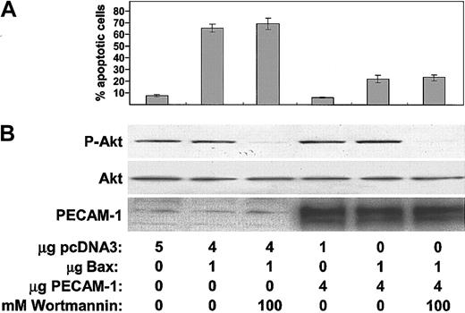 Figure 7. PECAM-1—mediated protection from BAX-induced apoptosis is independent of the PI-3K/Akt signaling pathway. HEK 293 cells were transfected with control vector pcDNA3, Bax-encoding plasmid, and PECAM-1—encoding plasmid as indicated and then cultured for 20 hours in the presence or absence of 100 nM wortmannin—a PI-3K inhibitor. (A) Quantification of apoptosis. The number of apoptotic nuclei was counted after Hoechst staining and expressed as the percentage of total nuclei of the transfected cells. (B) Aliquots were subjected to Western blot analysis with the indicated antibodies. Note that (1) expression of PECAM-1 did not affect overall Akt antigen levels or its phosphorylation state, (2) wortmannin inhibited Akt phosphorylation as expected, and (3) blocking activation of Akt had no effect on the ability of PECAM-1 to suppress Bax overexpression—induced apoptosis.