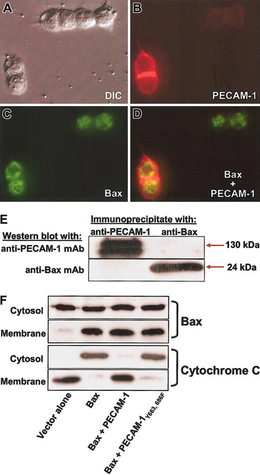 Figure 8. PECAM-1 is a potent inhibitor of cytochrome c release without blocking translocation of Bax to the mitochondrial membrane. (A) The 293 cells were transfected with PECAM-1, GFP-Bax, or both and analyzed by immunofluorescence microscopy following addition of Texas red—conjugated goat-antimouse IgG to detect cell-surface PECAM-1 (cells were not permeabilized). Expression of PECAM-1 (B) failed to significantly affect the mitochondrial staining pattern of Bax (C), and little or no colocalization was evident in the merged image (D). Original magnification, × 100. (E) Coprecipitation analysis of Bax and PECAM-1. PECAM-1 immunoprecipitates did not contain detectable levels of Bax, and Bax immunoprecipitates were devoid of PECAM-1. (F) Cells transfected as indicated were fractionated into cytosolic and heavy mitochondrial membrane fractions and each fraction analyzed for the presence of Bax and cytochrome c. Overexpression of Bax resulted in significant accumulation in the mitochondria-enriched membrane fraction and concomitant release of cytochrome c into the cytosolic fraction. PECAM-1 suppressed cytochrome c release but failed to prevent translocation of Bax into mitochondria. ITIM-less PECAM-1Tyr663, 686Phe, which is not cytoprotective (Figures 4, 5, 6), failed to block either Bax translocation or cytochrome c release, as expected.