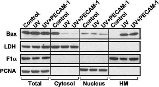 Figure 9. Translocation of endogenous Bax during UV-induced apoptosis is not inhibited by PECAM-1. HEK 293 T cells (107 cells) were transfected with 10 μg pcDNA3-control vector (control and UV) or pcDNA3 encoding wild-type PECAM-1 (UV+PECAM-1). One day following transfection, cells were treated with 200 J/m2 UV-C irradiation. Cells were collected 24 hours later, and subcellular fractionation was performed as described in “Materials and methods” to yield soluble cytosol, nuclei, and heavy membranes (HM) containing mitochondria. Lactate dehydrogenase (LDH), proliferating cell nuclear antigen (PCNA), and FoF1 ATP synthase subunit α (F1α) were used as markers for cytosolic, nuclear, and mitochondrial fractions, respectively. Bax is found predominantly in the cytosol in untreated, vector-transfected control 293 cells but translocates to the heavy membrane fraction following treatment with UV irradiation. PECAM-1 transfection does not inhibit Bax translocation (uppermost right lane) but still suppresses apoptosis by more than 50% (Table 1).