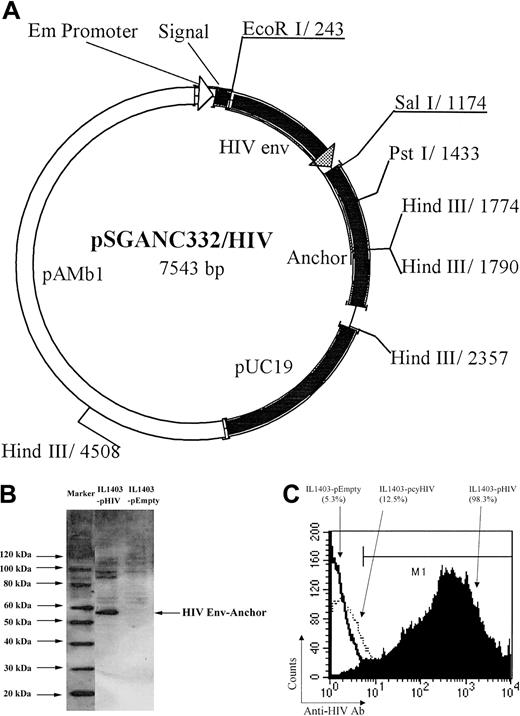 Figure 1. Shuttle vector construct and expression of IL1403-pHIV. A 900-bp fragment containing HIV env V2-V4 loop was fused with the surface-secreting signal and the anchor gene at the N- and C-terminus, respectively, to produce the shuttle vector (A); the HIV protein expression of the IL1403-pHIV was confirmed by Western blot analysis (B); and the expression on the surface of IL1403 was examined with flow cytometry analysis after surface staining with FITC-anti-Env Ab (C). The IL1403-pcyHIV–expressing HIV protein in cytoplasma was used as a negative control to rule out the penetration of the Ab. pAMb1 represents the replication region and the erythromycin resistance gene of pAMβ1 derived from Enterococcus faecalis. The replication region functions in L lactis, and the erythromycin resistance gene functions both in L lactis and in E coli. pUC19 represents the replication region of pUC19 functioning in E coli.