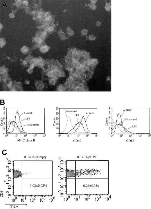 Figure 5. Infection of BM-DC by L lactis (A) CD11c+ DCs were infected with L lactis. The infected cells were stained with polyclonal mouse anti–L lactis Ab and FITC-conjugated anti-mouse IgG. Original magnification, × 400. (B) Maturation of BM-DCs induced by L lactis. The L lactis–infected CD11c+ DCs were stained with FITC-conjugated MHC class II, CD86, or CD40 mAb followed by analysis of flow cytometry. Lipopolysaccharide (LPS) was used as a positive control. (C) Induction of HIV-specific CTL response in vivo by transfer of IL1403-pHIV–transfected DCs. The L lactis–infected CD11c+ DCs were washed and injected intravenously into naive recipient BALB/c mice. One week later, splenocytes were isolated and stimulated with the V3 peptide for 24 hours. IFN-γ–secreting CD8+ splenocytes were detected using the ICCS assay. Similar results were obtained from 2 additional experiments. The data represent the average and SEM of 3 mice.
