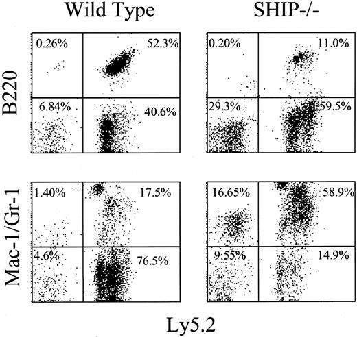 Figure 2. Donor-derived cells are present in the PB from recipients of either wild-type or SHIP-/- BM cells. Aliquots of PB were collected from Pep3b recipients that received transplants 16 weeks previously of 5 × 105 BM cells from either SHIP+/+ (wild type; left panels) or SHIP-/- (right panels) donors. FACS staining and analysis were carried out as indicated in “Materials and methods.” Representative FACS profiles indicating the frequency of donor-derived (Ly5.2+; right quadrants) and endogenous (Ly5.2-; left quadrants) B-lymphoid (B220+) and myeloid (Mac-1/Gr-1+) cells are shown.