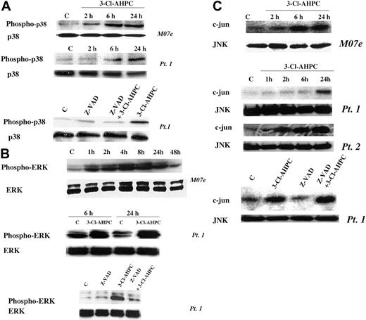 Figure 8. 3-Cl-AHPC activation of p38, ERK, and JNK. M07e and leukemic cells were exposed to 1 μM 3-Cl-AHPC or vehicle alone in the presence and absence of the capsase inhibitor Z-VAD-fmk (50 μM). Phospho-p38 (A) and phospho-ERK (B) levels were assessed with the use of anti-phospho-p38 and anti-phospho-ERK antibodies in conjunction with Western blots as described in “Materials and methods.” (C) JNK kinase activation was determined by measuring JNK kinase activity with c-Jun as the substrate, as described in “Materials and methods.”