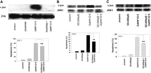 Figure 9. Effect of inhibition of 3-Cl-AHPC-mediated JNK activation on 3-Cl-AHPC-mediated apoptosis. Patient 1 cells (A), M07e cells (B), or KG-1 cells (C) were exposed to 1μM 3-Cl-AHPC, the JNK kinase inhibitors PD169316 (20 μM) or SP600125 (30 μM), and the combination 3-Cl-AHPC (1 μM) and either PD169316 (20 μM) or SP600125 (30 μM). JNK kinase activity (upper panels) and the percentage of apoptotic cells (histograms, lower panels) were assessed as described in “Materials and methods.” **Significantly less than apoptosis mediated by 3-Cl-AHPC alone (P < .01). Error bars represent standard deviation of 3 separate experiments.