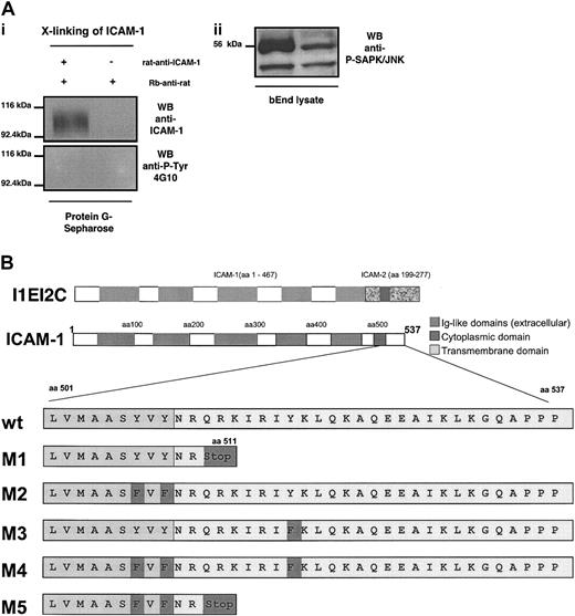 Figure 3. Lack of tyrosine phosphorylation of endothelial ICAM-1 and mutants of murine ICAM-1. (A) The bEnd5 cells were cross-linked with rat antimouse ICAM-1 mAb followed by rabbit-antirat IgG. Immunocomplexes were precipitated by protein G sepharose. Whereas ICAM-1 cross-linking did not lead to tyrosine phosphorylation of endothelial ICAM-1 (i) it did induce activation of SAPK/JNK within the endothelioma cells (ii). (B) Mutants of murine ICAM-1 (M1 to M5) were created by PCR mutagenesis as described in “Materials and methods.” M1 and M5 lack the cytoplasmic tail. M2, M3, and M4 harbor point mutations, changing tyrosines to phenylalanines at the cytoplasmic tail (M3 and M4) or at the border of the transmembrane domain as indicated. The amino acid sequences of the ICAM-1 mutants are shown in comparison with the wild-type sequence. Mutated amino acids are highlighted in dark gray. The ICAM-1/ICAM-2 chimeric construct was obtained by conventional cloning via restricion enzyme digestions. Correct sequences and base exchanges were verified by DNA sequencing.