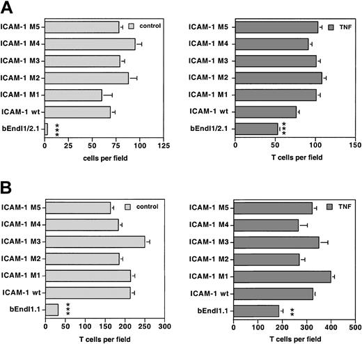 Figure 7. Comparison of the adhesion of T cells to bEndI1/2.1 or bEndI1.1 re-expressing ICAM-1 or its mutants. A representative experiment directly comparing the adhesion of SJLB.PLP3 to unstimulated and TNF-α-stimulated bEndI1/2.1 (A) or bEndI1.1 (B) with their adhesion to the respective daughter cell lines retransduced with wild-type (wt) ICAM-1 or the ICAM-1 mutants M1, M2, M3, M4, or M5 is shown. Adhesion assays were performed with the use of 16-well Nunc glass chamber slides and analyzed by video-associated light microscopy (NIH Image software; National Institutes of Health, Bethesda, MD) counting for 5 predefined fields per well bound cells on the endothelial surface. Neither deletion of the cytoplasmic tail (M1 and M5) of ICAM-1 nor mutations of tyrosines to phenylalanines (M2, M3, M4) lead to a statistically significantly different adhesion of T cells when compared with adhesion to wild-type ICAM-1. Bars represent mean ± SD (n = 5). Significant differences were only observed for the parental cells versus wt ICAM-1 and each mutant and are marked as follows: **P < .01, very significant; ***P < .001, extremely significant. These results were reproduced twice.