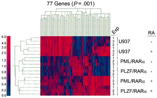 Figure 1. Hierarchic clustering analyses of gene expression profiles in APL models either with or without retinoid treatment. For hierarchic clustering analysis, GeneChip software-generated data sets were entered as 18 independent experiments (6 experimental groups in triplicate) into GeneSpring software, and Experiment Normalization was used to standardize the microarray data. Following standardization, data sets were subjected to a Statistical Group Comparison Filter in order to test for significant differences in expression levels between experimental groups. A nonparametric (Kruskal-Wallis) test with a P value cutoff of .001 was applied to generate a list of genes that can best differentiate various experimental groups. Gene and experiment trees were generated using this gene list; similarities are measured by Spearman correlation (separation ratio 0.5; minimum distance 0.001). The color in each cell of the cluster reflects the mean-centered expression level of the gene. The color scale bar reflects normalized expression levels (0 to 6.0). Red and blue colors denote gene expression levels that are either higher or lower than the mean expression level, respectively.