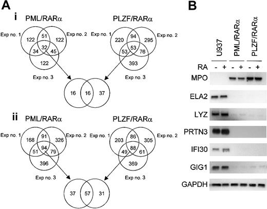 Figure 2. Alterations in gene expression mediated by either PML/RARα or PLZF/RARα in U937 cells. Pair-wise comparisons were performed to examine the gene effect; data from U937 cells were compared with that from either U937PR9 (for PML/RARα effect) or U937B412 (for PLZF/RARα effect) cells. Triplicate experiments were performed in a paired fashion at 3 different times. (A) Venn diagram of genes that are either (i) up-regulated or (ii) down-regulated by conditional expression of APL fusion proteins in each of 3 independent experiments. The criteria for altered gene expression include a 2-fold or more change in the raw value and a raw expression value of at least 1000 in the experimental group. (B) Northern blot confirmation of microarray data concerning genes that are commonly up- or down-regulated by induced expression of either PML/RARα or PLZF/RARα fusion protein. The same samples of total RNA used in the microarray analysis were used (10 μg/lane) in the Northern blot analysis. Each blot was rehybridized for GAPDH to ensure equal loading of RNA.