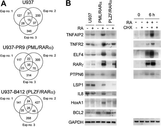 Figure 3. Effect of RA on gene expression of U937PR9 (retinoid-sensitive) and U937B412 (retinoid-resistant) cells. Pair-wise comparisons were performed to examine the retinoid-treatment effect; data from retinoid untreated cells were compared with those from retinoid-treated cells (U937 vs RA-treated U937; U937PR9 vs RA-treated U937PR9; U937B412 vs RA-treated U937B412). Triplicate experiments were performed in a paired fashion at 3 different times. (A) Venn diagrams of genes that are up-regulated by RA in each of 3 independent experiments. The criteria for altered gene expression include 2-fold or more change in the raw values, and raw expression values of at least 1000 in the experimental group. (B) Northern blot analysis of RA-regulated genes. Northern blot analysis using the same samples of total RNA used in the microarray analysis confirmed the RA regulation of genes from microarray data. In addition, effect of protein synthesis inhibitor cycloheximide (CHX) on retinoid-dependent gene expression was examined. U937PR9 cells were incubated with CHX (10 μg/mL) alone, CHX and ATRA (10-6 M), or ATRA alone for 0 and 6 hours. Each blot was rehybridized for GAPDH to ensure equal loading of RNA.