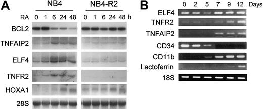 Figure 4. Confirmation of expression of retinoid-regulated genes in NB4, NB4-R2, or CD34+ cells. (A) Northern blot analysis of ELF4, BCL2, TNFR2, TNFAIP2, and HoxA1 expression by RA. NB4 and NB4-R2 cells were treated with ATRA (1 μM) at the indicated time points. Northern blot analysis was carried out using total RNA (10 μg/lane) and hybridized with 32P-labeled RT-PCR-generated probes. The same blot was rehybridized for GAPDH to ensure equal RNA loading. (B) TNFR2, TNFAIP2, and ELF4 expression in CD34+ cells during granulocytic differentiation as measured by semiquantitative RT-PCR. Human CD34+ hematopoietic stem cells were cultured in the presence of cytokines (stem cell factor, IL-3, and GM-CSF) for 12 days to induce granulocytic differentiation. Control RT-PCR reactions were performed for differentiation marker genes, such as CD34, CD11b, and lactoferrin. In addition, RT-PCR for 18S was carried out as an internal control to ensure equal loading of the samples.