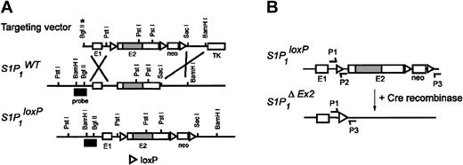Figure 1. Generation and characterization of EC-specific S1P1 knock-out mice. (A) Targeting strategy to introduce the loxP sites into S1P1 gene. The S1P1 gene consists of 2 exons and 1 intron; the second exon (E2) contains the entire coding region. A 5.2-kilobase (kb) BamHI-SacI fragment, including exons 1 and 2 of the S1P1 gene, was subcloned into the XhoI site of the pLoxpneo vector19 upstream of the neo cassette to place one loxP site (▵) within the intron. A 3.8-kb SacI-BamHI fragment containing the 3′ untranslated region was subcloned downstream of the neo cassette which has associated 2 other loxP sites. *BglII restriction site was inactivated during construction of the targeting vector. (B) The loxed S1P1 gene (top; S1P1loxP) and the structure of the gene after Cre-mediated recombination (bottom; S1P1ΔEx2). For detecting the wild-type (S1P1WT), knock-out (S1P1Ko), and conditional alleles (S1P1loxP) by polymerase chain reaction (PCR), the following primers were used: P1, 5′GAGCGGAGGAAGTTAAAAGTG; P2, 5′CCTCCTAAGAGATTGCAGCAA. P1 and P2 amplify an approximately 250-bp fragment for the S1P1loxP allele and a 200-bp fragment for the S1P1WT and S1P1Ko alleles. To detect the S1P1ΔEx2 allele, P1 and P3 (5′GATCCTAAGGCAATGTCCTAGAATGGGACA) were used. P1 and P3 amplify a 200-bp fragment. When primers P1, P2, and P3 were used in the same PCR reaction, the PCR products were digested with SacI prior to the electrophoresis, which converted the S1P1ΔEx2 fragment to 180 bp.