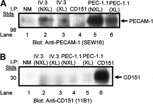 Figure 3. Coimmunoprecipitation of PECAM-1 and FcγRIIa from digitonin-lysed platelets. (A) Washed platelets were treated with and without chemical cross-linking prior to digitonin lysis and immunoprecipitation using antibodies against the polypeptides: normal mouse IgG1, FcγRIIa (IV.3), PECAM-1 (PEC-1.1), and CD151 (11B1). Immunoblot shown reveals presence of PECAM-1 antigen. (B) Same as panel A. The only exception is that the immunoblot is probed for the presence of CD151 under nonreduced conditions. NM indicates normal mouse IgG; NXL, nonchemically crosslinked; and XL, chemically crosslinked.