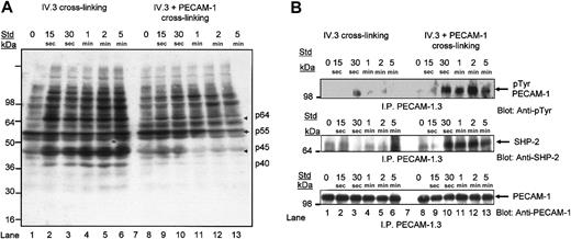 Figure 7. Coengagement of PECAM-1 with IV.3 cross-linking leads to a reduction in tyrosine phosphorylation of platelet proteins, induction of tyrosine phosphorylation of PECAM-1, and recruitment of SHP-2 protein-tyrosine phosphatase. (A) Washed platelets were stimulated by FcγRIIa cross-linking with and without coengagement of PECAM-1 over 5 minutes at 37°C with stirring. Immunoblotting of 100 μg platelet whole proteins with horseradish peroxidase (HRP)-conjugated antiphosphotyrosine antibody, RC20, and enhanced chemiluminescence (ECL) development. Arrows indicate proteins with reduced antiphosphotyrosine content. (B, top panel) Washed platelets were stimulated by FcγRIIa cross-linking with and without coengagement of PECAM-1 over a time course of 0 to 5 minutes at 37°C with stirring. Immunoprecipitation of PECAM-1 with monoclonal anti-PECAM-1 antibody (PECAM-1.3) followed by immunoblotting with HRP-conjugated antiphosphotyrosine antibody (RC20) and ECL development. (B, middle panel) Blot was stripped and reprobed for SHP-2 antigen with polyclonal anti-SHP-2 antibody. (B, bottom panel) Blot was stripped and reprobed for PECAM-1 antigen content with polyclonal anti-PECAM-1 (SEW16) antibody.