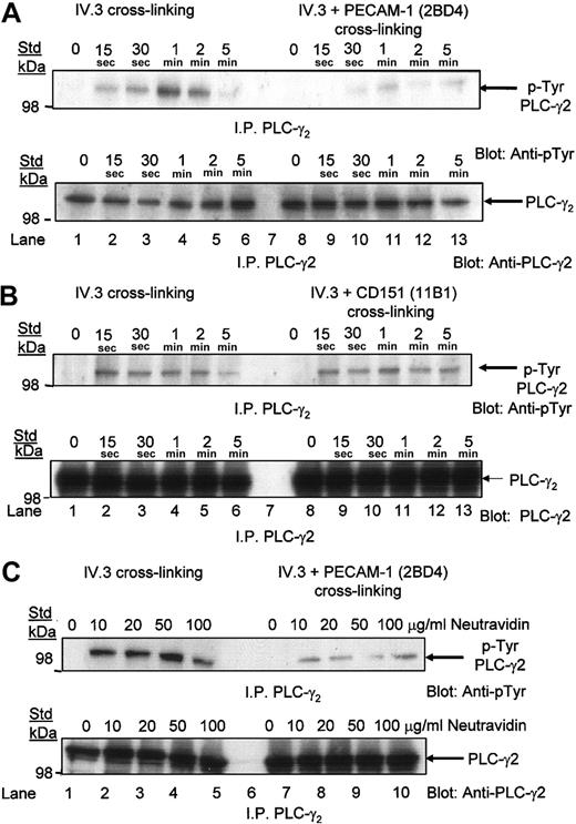 Figure 8. Coengagement of PECAM-1 with FcγRIIa cross-linking with IV.3 results in dephosphorylation of PLCγ2. (A, top panel) Washed platelets were stimulated by FcγRIIa cross-linking with and without coengagement of PECAM-1 over 5 minutes at 37°C with stirring. Immunoprecipitation of PLCγ2 with polyclonal anti-PLCγ2 antibody followed by immunoblotting with HRP-conjugated antiphosphotyrosine antibody (RC20) and ECL development. (A, bottom panel) Blot was stripped and reprobed for PLCγ2 antigen content with PLCγ2 antibody. (B, top panel) Same experimental conditions as in panel A, with the exception that coengagement of CD151 was performed. (B, bottom panel) Blot was stripped and reprobed for PLCγ2 antigen content with PLCγ2 antibody. (C, top panel) Similar experimental conditions as in panel A, with the exception that a single 1-minute timepoint and a dose response with Neutravidin (0-100 μg/mL) were performed. (C, bottom panel) Blot was stripped and reprobed for PLCγ2 antigen content with PLCγ2 antibody.