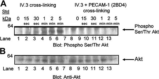 Figure 9. Coengagement of PECAM-1 with FcγRIIa cross-linking with IV.3 results in dephosphorylation of serine/threonine kinase, Akt. (A) Washed platelets were stimulated by FcγRIIa cross-linking with and without coengagement of PECAM-1 over a time course of 0 to 5 minutes at 37°C with stirring. Platelet lysate (200 μg) was electrophoresed on a 10% sodium dodecyl sulfate-polyacrylamide gel electrophoresis (SDS-PAGE) gel, followed by immunoblotting with a mixture of antiphosphoSer473 Akt and antiphosphoThr308 Akt (1/2000) followed by HRP-conjugated antirabbit (1/10 000) and ECL development. (B) Blot was stripped and reprobed for Akt antigen content with goat anti-Akt antibody (0.3 μg/mL) and HRP-conjugated antigoat (1/4000) and ECL development.