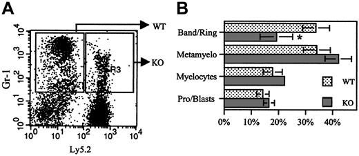 Figure 2. Morphologic examination of Gr-1+ cells. (A) Gr-1+ (granulocytic) cells from a 9:1 (KO/WT) chimera were sorted into WT (Ly5.2-) and KO (Ly5.2+) fractions as shown. (B) Cytospins of each cell population were made and 500-count manual differentials performed. Data represent mean ± SD (n = 4 mice); *P < .05.