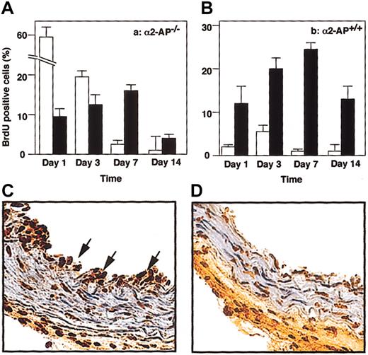 Figure 4. Proliferative index in vivo. Cell proliferation (n = 4, for each time point) measured as the BrdU index (percentage) of recovered endothelial cells (□) and SMCs in media (•) following vascular injury in α2-AP+/+ (A) or α2-AP-/- mice (B). Data represents mean ± SEM. Typical observations of BrdU-positive cells in the injured carotid artery of α2-AP-/- (C) and in α2-AP+/+ mice (D). Twenty-four hours after injury, BrdU-positive cells (arrows) were clearly observed in the recovered endothelial layer in α2-AP-/- mice (C). However, BrdU-positive cells were present mainly in media (SMCs) in α2-AP+/+ mice (D). Original magnification, × 400.