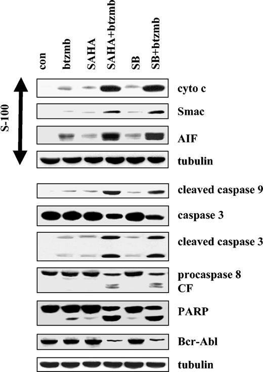 Figure 3. Induction of mitochondrial injury and caspase activation in K562 cells by SAHA or SB and bortezomib. K562 cells were exposed to 1.5 μM SAHA ± 4.5 nM bortezomib for 48 hours, after which Western analysis was used to assess release of AIF, Smac/DIABLO, and cytochrome cinto S-100 cytosolic fractions, and total cellular extracts were monitored for expression of cleaved caspase-9, caspase-3, caspase-8, PARP, and Bcr/Abl. Each lane contained 25 μg protein; blots were stripped and reprobed for tubulin to ensure equivalent loading and transfer. An additional 2 studies yielded equivalent results.