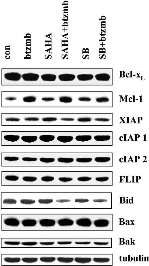 Figure 4. Effects of SAHA or SB and bortezomib on Bcl-2 family members in K562 cells. K562 cells were exposed to 1.5 μM SAHA ± 4.5 nM bortezomib for 24 hours, after which Western analysis was used to assess expression of Bcl-xL, Mcl-1, XIAP, cIAP1, cIAP2, FLIP, Bax, Bak, and full-length Bid. Each lane contained 25 μg protein; blots were stripped and reprobed for tubulin to ensure equivalent loading and transfer. An additional 2 studies yielded equivalent results.