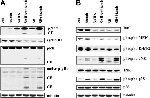 Figure 5. Effects of SAHA or SB and bortezomib on cell cycle and signaling protein K562 cells. (A) K562 cells were exposed to 1.5 μM SAHA ± 4.5 nM bortezomib for 24 hours, after which the expression of p21CIP1, cyclin D1, total pRb, and underphosphorylated pRb were examined by Western blot as described in “Materials and methods.” CF indicates cleavage fragment. Each lane contained 25 μg protein. (B) Following treatment with SAHA ± bortezomib as shown in panel A, expression of Raf, phospho-MEK1/2 and phospho-ERK1/2, phospho-JNK, total JNK, phospho-p38 MAPK, and total p38 was monitored as in panel A. Each lane contained 25 μg protein; blots were stripped and reprobed for tubulin to ensure equivalent loading and transfer. An additional 2 studies yielded equivalent results.
