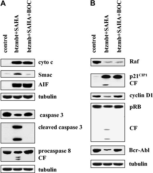 Figure 6. Caspase dependence of SAHA/bortezomib effects in K562 cells. (A) K562 cells were exposed to 1.5 μM SAHA + 4.5 nM bortezomib for 36 hours in the presence or absence 25 μM BOC-fmk, after which release of cytochrome c or Smac/DIABLO or AIF into the S-100 cytosolic fraction and the expression of procaspase-3, cleaved caspase-3, and procaspase-8 in total cell lysates were assessed as described in “Materials and methods.” (B) Cells were treated with SAHA + bortezomib ± BOC-fmk, after which Western blot analysis was used to assess expression of Raf-1, p21CIP1, cyclin D1, pRb, and Bcr-Abl. CF indicates cleavage fragment. Each lane contained 25 μg protein; blots were stripped and reprobed for tubulin to ensure equivalent loading and transfer. An additional 2 studies yielded equivalent results.