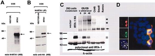 Figure 1. Identification of the IRTA1 protein with specific antibodies. (A-B) The M-IRTA1 mAb. (A) A strong band of 51 kDa (arrow) of the expected molecular size for the external part of the IRTA1 protein is seen in the lane corresponding to lysates of IRTA1-HA-transfected COS cells but not in the control cells lane. (B) Identical results were observed following immunoprecipitation of the protein with M-IRTA1 and detection of Western blotted immunoprecipitates with anti-HA mAb; the arrow points to the IRTA1 band. (C-D) The anti-IRTA1 polyclonal antibody. (C) Northern blot (top) analysis of IRTA1 expression in transfectants and cell lines. Two specific RNA species (*) are shown in the ER-EB cell line 24 and 48 hours after induction2 and in the CA46 cell line; the lower molecular weight bands represent the GAPDH (glyceraldehyde phosphate dehydrogenase) mRNA obtained by hybridization with the cognate probe in the same reaction (loading control). The bottom panel shows the Western blot analysis with the anti-IRTA1 purified polyclonal antibody on total cell extracts from vector- or full-length IRTA1-HA-transfected 293T cells and cell lines. Western blot with β-actin is shown as a control for protein loading. IRTA1 appears as 2 closely migrating bands of 70 to 75 kDa (black bars), which represent glycosylation isoforms (G.C., unpublished results, December 2002). (D) Colocalization of anti-IRTA1 polyclonal rabbit antibody (FITC, green) and anti-HA tag (TRITC, red) on transfected 293T cells. The bottom small panel shows DAPI staining on nuclei. Colocalization is seen as yellow signals in the superimposed image (large panel). Original magnifications: × 400 (large panel); × 4000 (small panels).