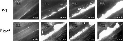 Figure 1. Thrombus growth in wild-type and FgγΔ5 mice. Times after FeCl3-induced injury are indicated in white. Blood flow was from left to right. In the wild-type (top row) and the FgγΔ5 (bottom row) mice, single fluorescent platelets are seen to adhere in the arterioles at 4 minutes after injury. In the wild-type vessel, stable thrombi grew (15 minutes) leading to complete vessel occlusion at 16 minutes. Several well-anchored small thrombi can be seen (15 minutes), but embolization was not observed. In the FgγΔ5 mouse, the thrombi grew faster (brighter and larger thrombi can be seen at 13 minutes). However, thrombi were not stable in blood flow, and emboli were frequently released by rupture through the center of thrombi (2 sequential panels taken within one second at 13 minutes). The arrows in these panels show 2 emboli formed in the first panel that translocated downstream. One is still seen in the second panel. The vessel was occluded at 14 minutes by an occlusive thrombus formed at the site of injury. The sequence of events is better visualized in the accompanying video clips on the Blood website; see the Supplemental Video link at the top of the online article.