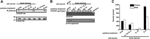 Figure 2. Opposite effect of IL-15 and IL-2 on CX3CR1 expression in cytokine-dependent mouse bone marrow-derived cells. (A) Total cellular CX3CR1 protein. Wild-type C57Bl/6 mouse bone marrow cell differentiation was initiated ex vivo for 3 days in IL-15 for all cultures. Cells were then washed and incubated in the presence of IL-2 (100 U/mL) or IL-15 (100 ng/mL) for an additional 11 days, giving a total of 14 days of cytokine treatment. Cells were also treated for a total of 14 days with a combination of the 2 cytokines according to the following protocol: IL-15 for 3 days → wash → IL-15 for 7 days → wash → IL-15 plus IL-2 for 4 days. Protein extracts were analyzed by Western blot using antibodies for CX3CR1 or β-actin. Control lanes contained a commercial source of protein extracts from C57Bl/6 mouse skeletal muscle and brain. (B) RNA analysis. Total RNA was isolated from bone marrow cells grown according to exactly the same protocol as in panel A. To control for specificity, cells were also cultured according to this protocol from both CX3CR1-/- knock-out (ko) and wild-type (wt) mice. RT-PCR using primers for the genes listed at the lower left of each panel was performed. (C) Densitometry of results shown in panels A and B. The results shown are from a single experiment representative of at least 3 separate experiments.