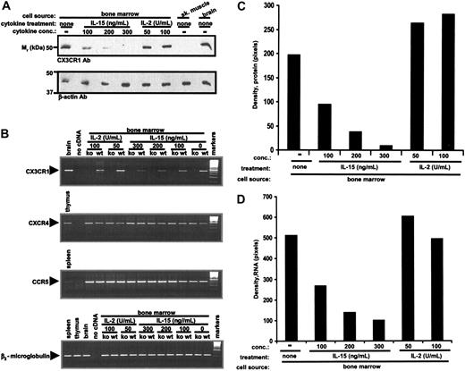 Figure 3. IL-15 suppresses CX3CR1 expression in mouse bone marrow-derived NK cells in a dose-dependent manner. Freshly harvested bone marrow from wild-type C57Bl/6 mice (A-B) and from CX3CR1-/- C57Bl/6 mice (B) was cultured according to the protocol in Figure 2, varying the concentration of cytokine. Samples were then analyzed for CX3CR1 and control protein and RNA content as in Figure 2. The same cell cultures were also examined for accumulation of CCR5 and CXCR4 transcripts. (B) The legend for the CXCR4 and CCR5 panels is identical to the CX3CR1 panel, with the exception of the positive control tissue, as noted. (C-D) Densitometric analysis of results shown in panels A and B, respectively. Results shown are from a single experiment representative of at least 3 separate experiments.