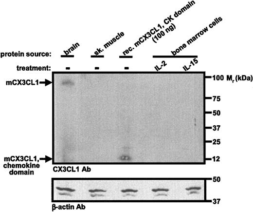 Figure 4. Mouse CX3CL1 protein is present in both IL-2- and IL-15-dependent bone marrow-derived NK1.1+ cells. Freshly isolated bone marrow cells from C57Bl/6 mice were cultured for 3 days in IL-15, washed, and then cultured for 11 days in either IL-2 (100 U/mL) or IL-15 (100 ng/mL). Protein extracts were made and analyzed by Western blot with antibodies listed at the lower left of each panel. Protein extracts from brain and skeletal muscle were from a commercial vendor. Data are from a single experiment representative of 3 independent experiments.