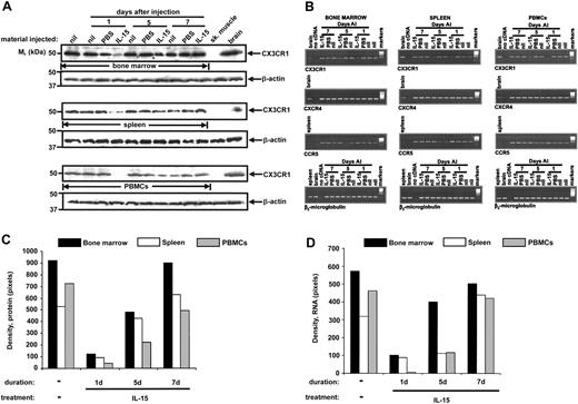 Figure 5. Exogenous IL-15 negatively regulates expression of endogenous mouse CX3CR1 in vivo. Freshly isolated bone marrow, splenocytes, and PBMCs from PBS-injected (PBS), IL-15-injected (IL-15), and noninjected (nil) C57Bl/6 mice were examined for CX3CR1 protein (A) and mRNA (B) expression 1, 5, and 7 days after injection (AI). (B) CCR5, CXCR4, and β2-microglobulin mRNA expression was also analyzed. (C-D) Results in panels A and B, respectively, were quantitated by densitometry. Protein and RNA analysis was performed on samples pooled from 5 mice in each group, to have sufficient material for protein analysis in the PBMCs.