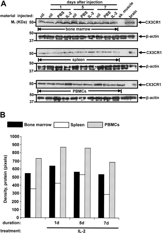 Figure 6. Exogenous IL-2 does not negatively regulate expression of endogenous mouse CX3CR1 in vivo. (A) Freshly isolated bone marrow, splenocytes, and PBMCs from PBS-injected (PBS), IL-2-injected (IL-2), and noninjected (nil) C57Bl/6 mice were examined for CX3CR1 protein expression 1, 5, and 7 days after injection using methods identical to those for Figure 5. (B) Results in panel A were quantitated by densitometry. Protein analysis was performed on samples pooled from 5 mice in each group, to have sufficient material for protein analysis in the PBMCs.