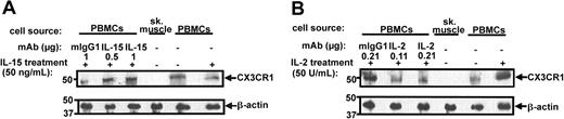 Figure 7. IL-15 and IL-2 differentially regulate CX3CR1 expression in mouse peripheral blood-derived PBMCs. PBMCs were cultured in vitro for 12 hours in the presence or absence of the indicated cytokines and neutralizing mAbs or isotype controls. Skeletal muscle protein extract was used as a negative control. Cells were then lysed and analyzed by Western blot using the antibody indicated to the right of each panel. Each lane represents a pool of PBMCs from 5 C57Bl/6 mice. Results are representative of 2 independent experiments.