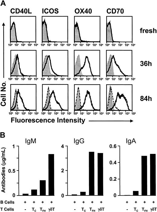 Figure 6. γδ T cells provide potent B-cell help. (A) Activation-dependent expression of costimulatory molecules in γδ T cells is delayed but sustained. Flow cytometric analysis of costimulatory molecules on peripheral blood γδ T cells that were analyzed either immediately after isolation (top row) or after 36 hours (middle row) and 84 hours (lower row) of stimulation with IPP. Culturing of γδ T cells in the absence of TCR triggering (but in the presence of IL-2) did not result in marked expression of costimulatory molecules, as evidenced in cells at 84 hours of culture (dashed line). Control Ab stainings are shown in filled histograms. (B) γδ T cells induce Ab production during coculture with B cells. Tonsillar B cells were cultured alone (-)orin the presence of CXCR5-negative αβ T cells (TC), TFH cells (TFH), or peripheral blood γδ T cells (γδ T) without addition of exogenous cytokines; after 10 days the Ab titers in the culture supernatants were determined by ELISA. One of 4 representative experiments is shown.