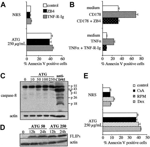 Figure 2. Apoptosis of T lymphocytes at high concentrations of ATG is not the consequence of an AICD process. (A) PBLs were activated by rabbit ATG at the indicated concentration in the presence or absence of ZB4 (2.5 μg/mL) and TNF-R-Ig (20 μg/mL), and apoptosis was measured at 24 hours. (B) Activated lymphoblasts were treated for 24 hours with either medium, CD178 (100 ng/mL) in the presence or absence of ZB4 (2.5 μg/mL), or TNF-α (50 ng/mL) in the presence or absence of TNF-R-Ig (20 μg/mL). (A-B) Apoptosis was measured by surface binding of annexin V. (C) Analysis of caspase-8 processing in the presence of rabbit ATG. PBLs were treated with ATG for 24 hours. As positive control, activated lymphoblasts were treated with anti-CD95 (7C11; 1 μg/mL) for 6 hours. (D) Kinetics of FLIPs expression in PBLs treated with rabbit ATG (50 or 250 μg/mL). (C-D) Cells were lysed after a wash with PBS, and proteins were loaded and separated on 12% SDS-PAGE followed by Western blotting with the anti-caspase-8 mAb (C) or the anti-FLIP mAb (D). Amounts of loaded proteins have been controlled for homogeneity by probing membranes with an anti-β-actin mAb. Results from one experiment representative of 2 independent experiments showing similar results. (E) PBLs were incubated with NRS or ATG (250 μg/mL) for 24 hours in the presence of CsA (1 μg/mL), RPM (500 nM), or dexamethasone (1 μM). Apoptosis was measured by surface binding of annexin V, and results shown are representative of 2 independent experiments.